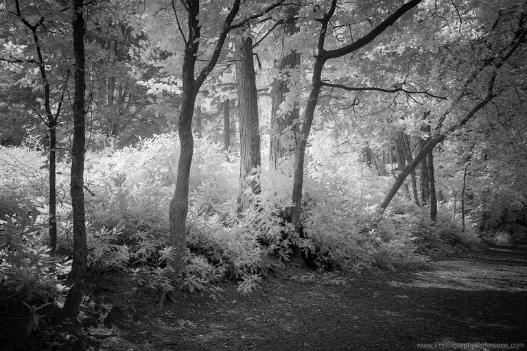 Infrared Photography Photography Reference