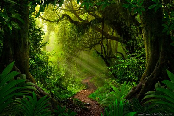 Landscape photography fantasy forest