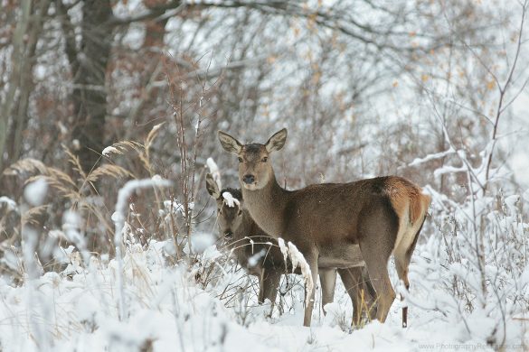 Nature wildlife photography deer